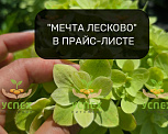 Распродажа контейнерной гортензии. "Мечта Лесково" и Bloomulus в прайс-листе. СТОК 2025г
